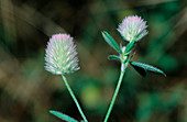 Hare's foot clover (Trifolium arvense)