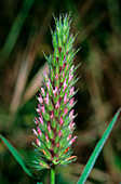 Trifolium angustifolium