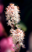 Foamflower (Tiarella 'Pink Skyrocket')