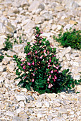 Shrubby germander (Teucrium chamaedrys)