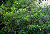 Bi-still tree (Thevetia nereifolia)