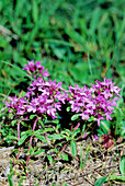 Thyme (Thymus longicaulis)