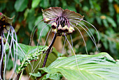 Bat plant (Tacca chantrieri)