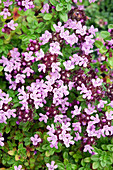 Thyme flowers