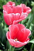 Tulip (Tulipa 'Pink Impression')