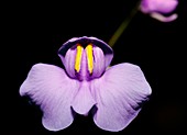 Utricularia reniformis