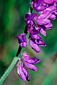 Vicia cracca incana