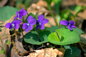 Common blue violets (Viola sororia)