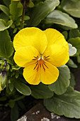 Pansy (Viola tricolor 'Yellow Deli')