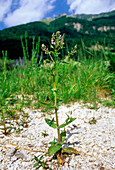 Veronica anagallis-aquatica