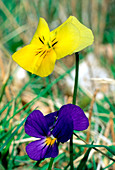 Viola eugeniae eugeniae