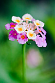Verbena flowers (Verbena sp.)