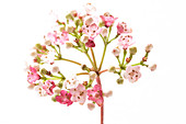 Viburnum flowers (Viburnum sp.)