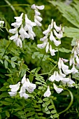 Wood vetch (Vicia sylvatica)