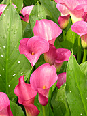 Zantedeschia 'Captain Romance'