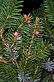 ''Picea omorika,''