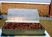 Seedlings in propagation tray