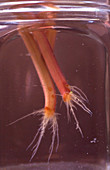 Root formation