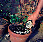 Adding fertiliser to pots
