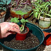 Potting up rooted cutting