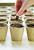 Planting runner bean seeds