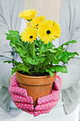 Gerbera plant in a pot
