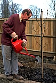 Planting a tree (image 6 of 6)