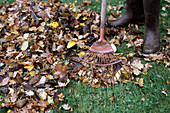 Gardener raking leaves