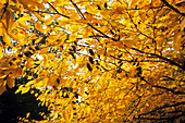 Yellow birch (Betula alleghaniensis)