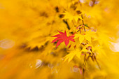 Japanese maple (Acer palmatum)