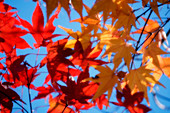 Japanese maple leaves (Acer palmatum)