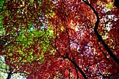 Japanese maple trees in autumn
