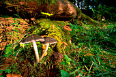 fungus two growing on fallen log in woodl