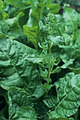 Perpetual spinach (Beta vulgaris)