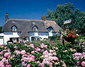 Cottage garden