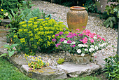 Garden flowers and plant pot