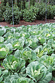 Cabbages in vegetable garden