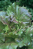 Organic lettuce (Lactuca sativa)