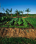 Organic vegetable garden,Hawaii