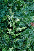 Selaginella serpens