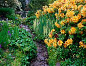 Streamside planting