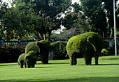 TOPIARY