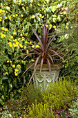 Urn with Cordyline australis Red Star
