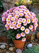Cushion mum (Chrysanthemum 'Hockney')