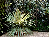 Cordyline plant in a container