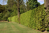 Beech hedge