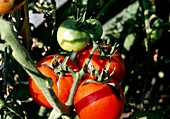 Tomato fruit splitting