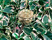 Crown Gall