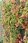 Ornamental quince (Chaenomeles sp.)