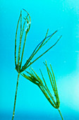 Chara alga